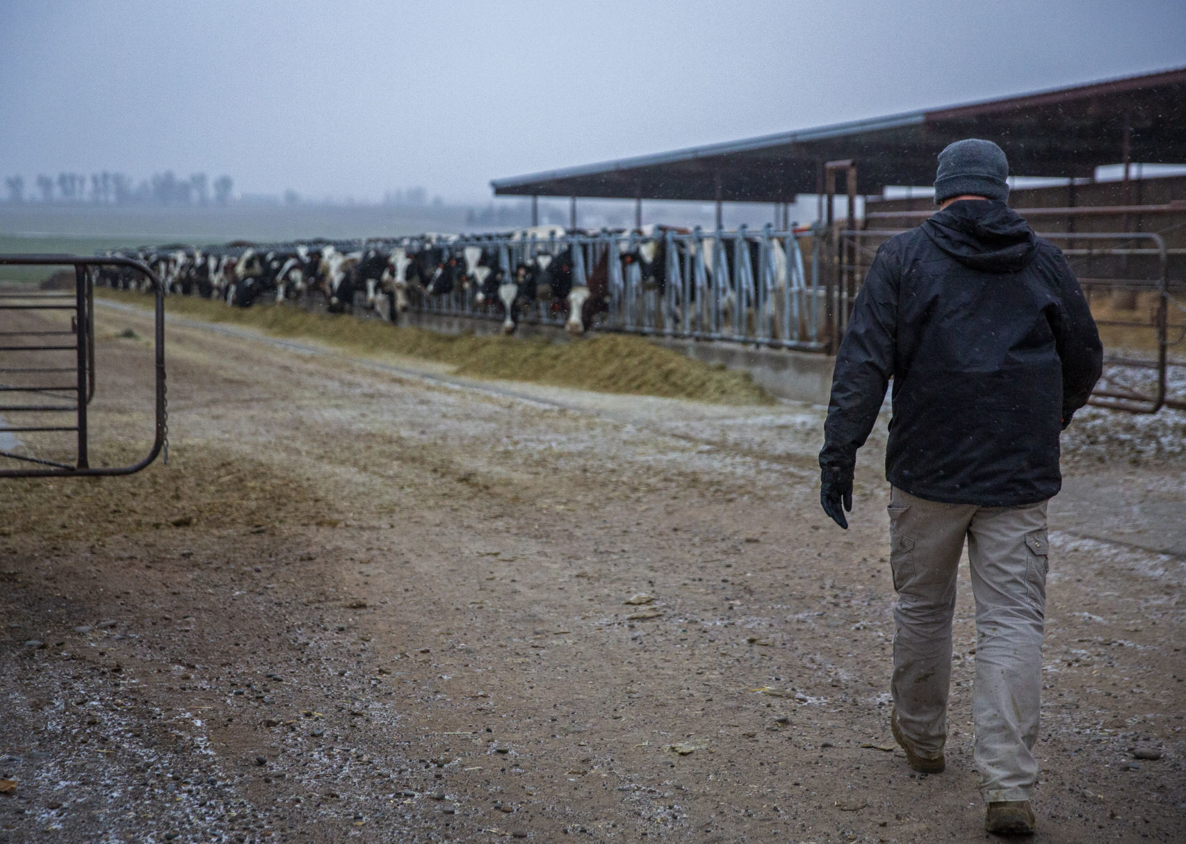 Michael Brubaker cares for his cows